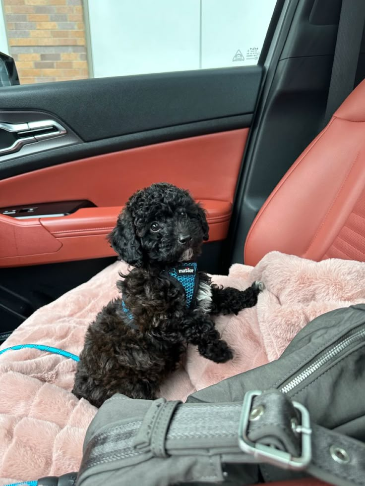 a small black dog sitting on top of a pink blanket in the back seat of a car