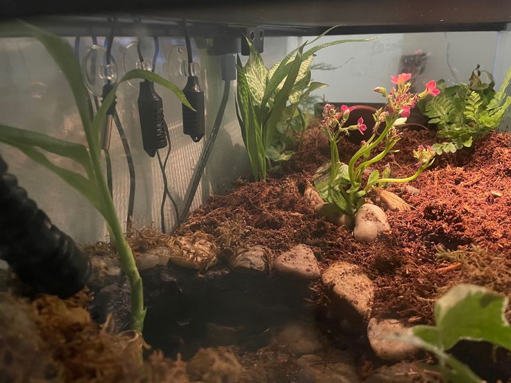 an aquarium filled with plants and rocks