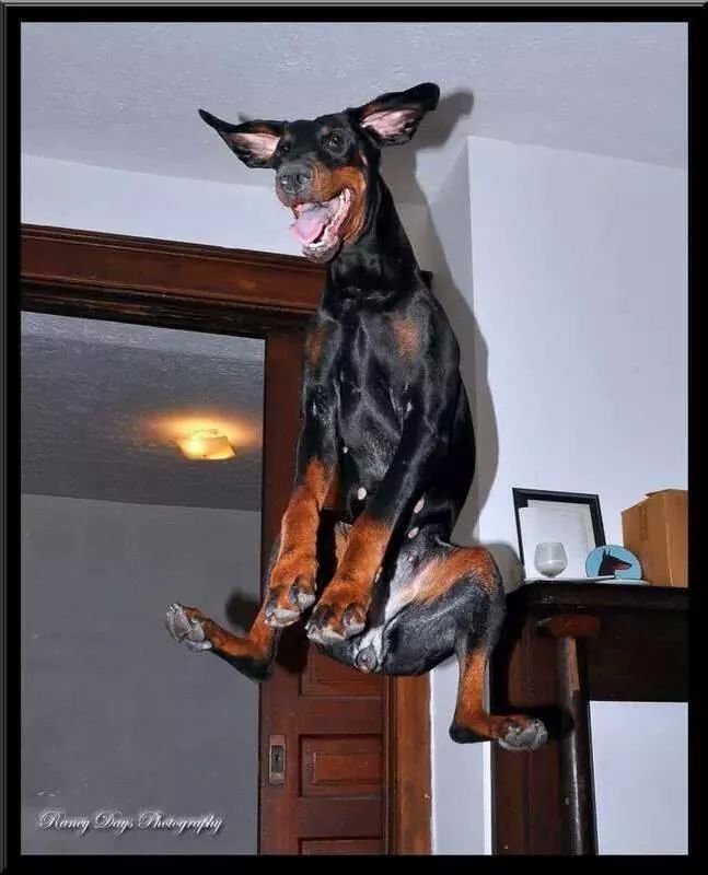 a black and brown dog jumping up into the air