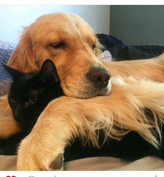 a dog and cat cuddle together on a bed with the caption i love cats