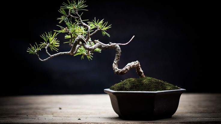 Bonsai Made Simple