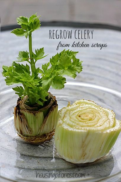 an onion and parsley on a glass plate with the words regrow celery from kitchen scraps