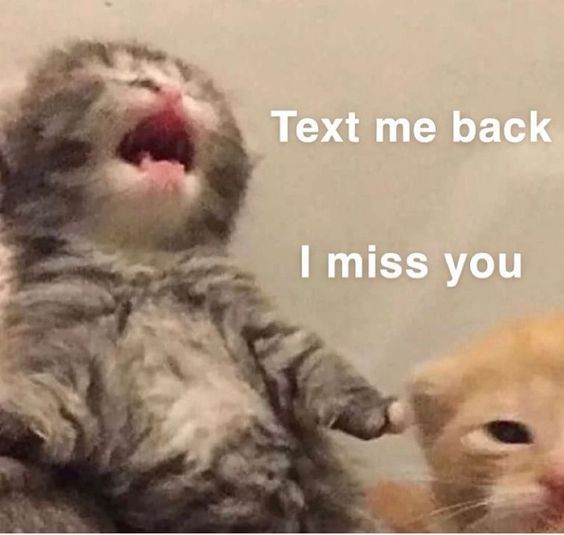 two cats are playing with each other in front of the caption that says, text me back i miss you