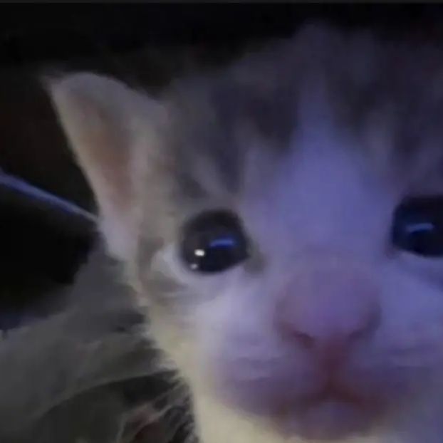 a close up of a cat's face with blue eyes and an odd look on its face