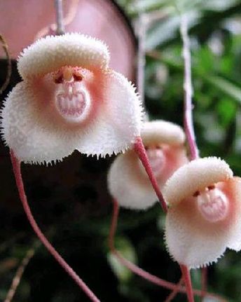 three white flowers with pink centers on them