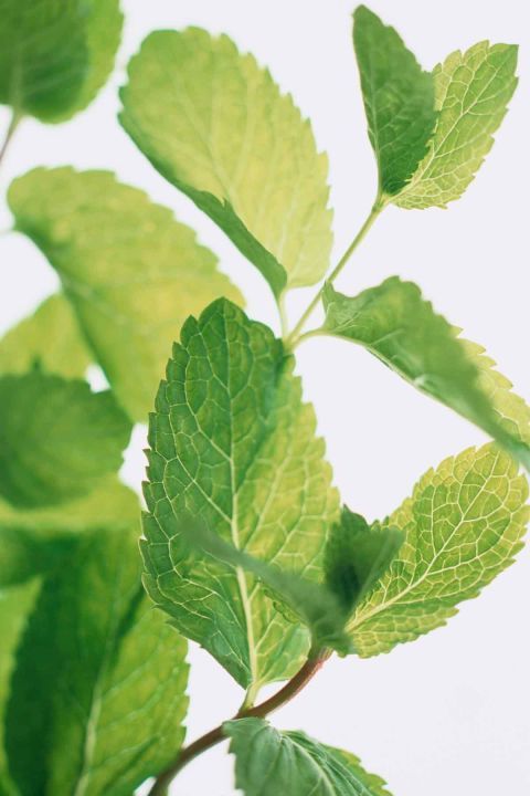 green leaves are shown against a white background