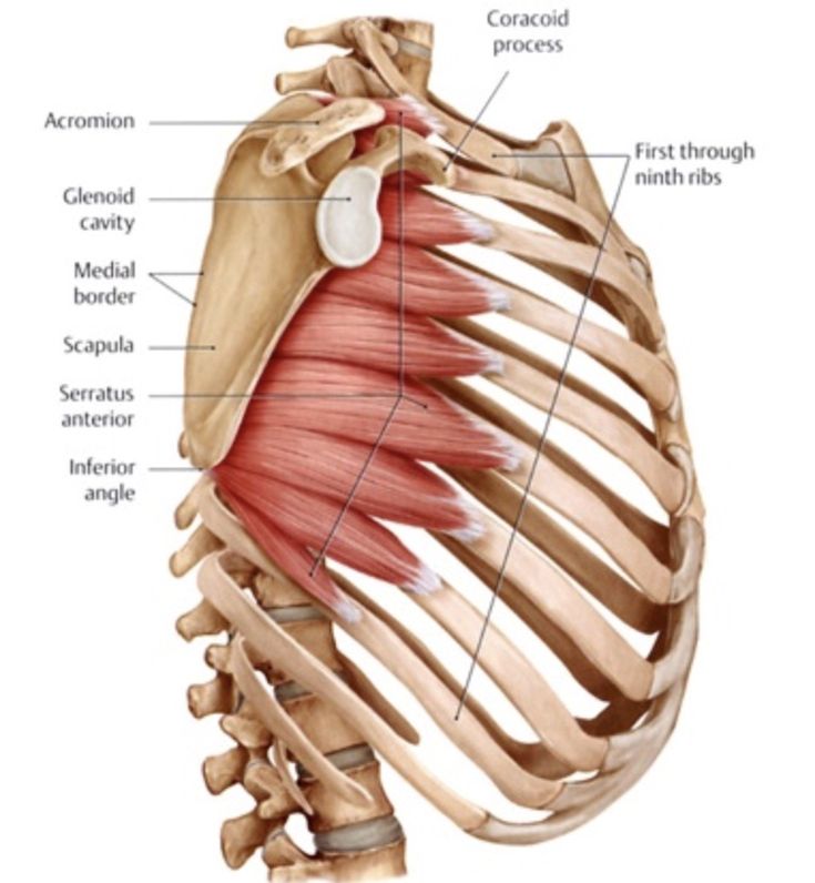 the muscles are labeled in this diagram