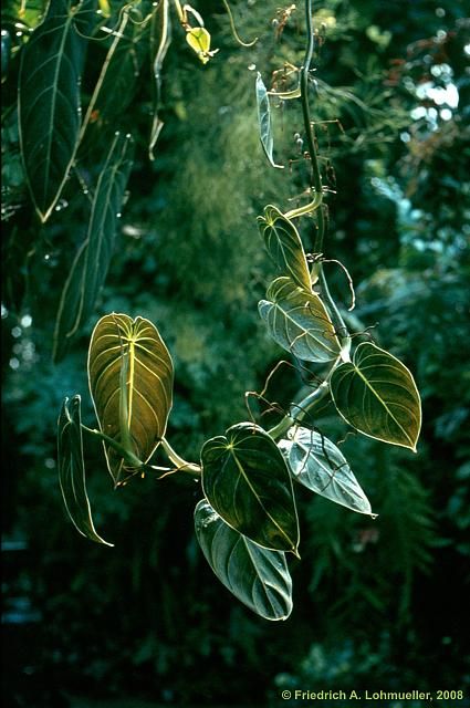 some green leaves are hanging from a tree