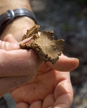 a person holding something in their hand with dirt on it