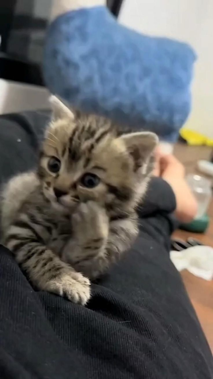 a small kitten sitting on top of a person's lap