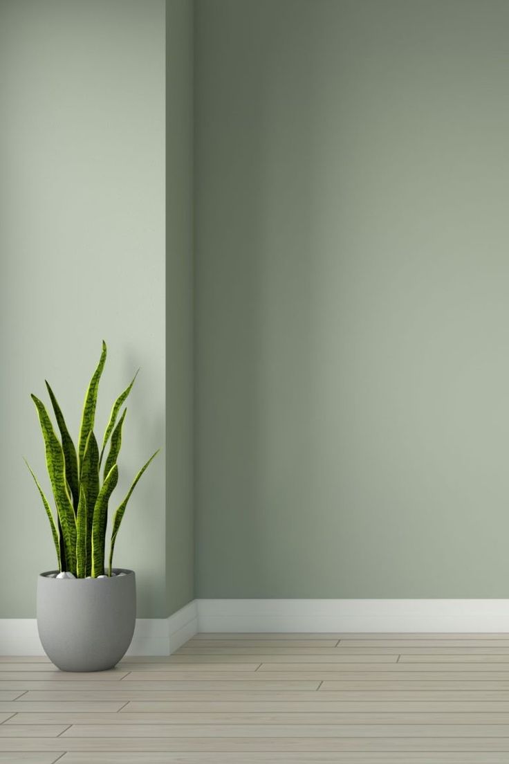 Oak Floors with Sage Wall Color Grey Floor Green Wall, Sage Wall Color, Scandi Hallway, Best Wall Paint, Light Green Walls, Green Wall Color, Green Painted Walls, Olive Green Walls, Green Accent Walls