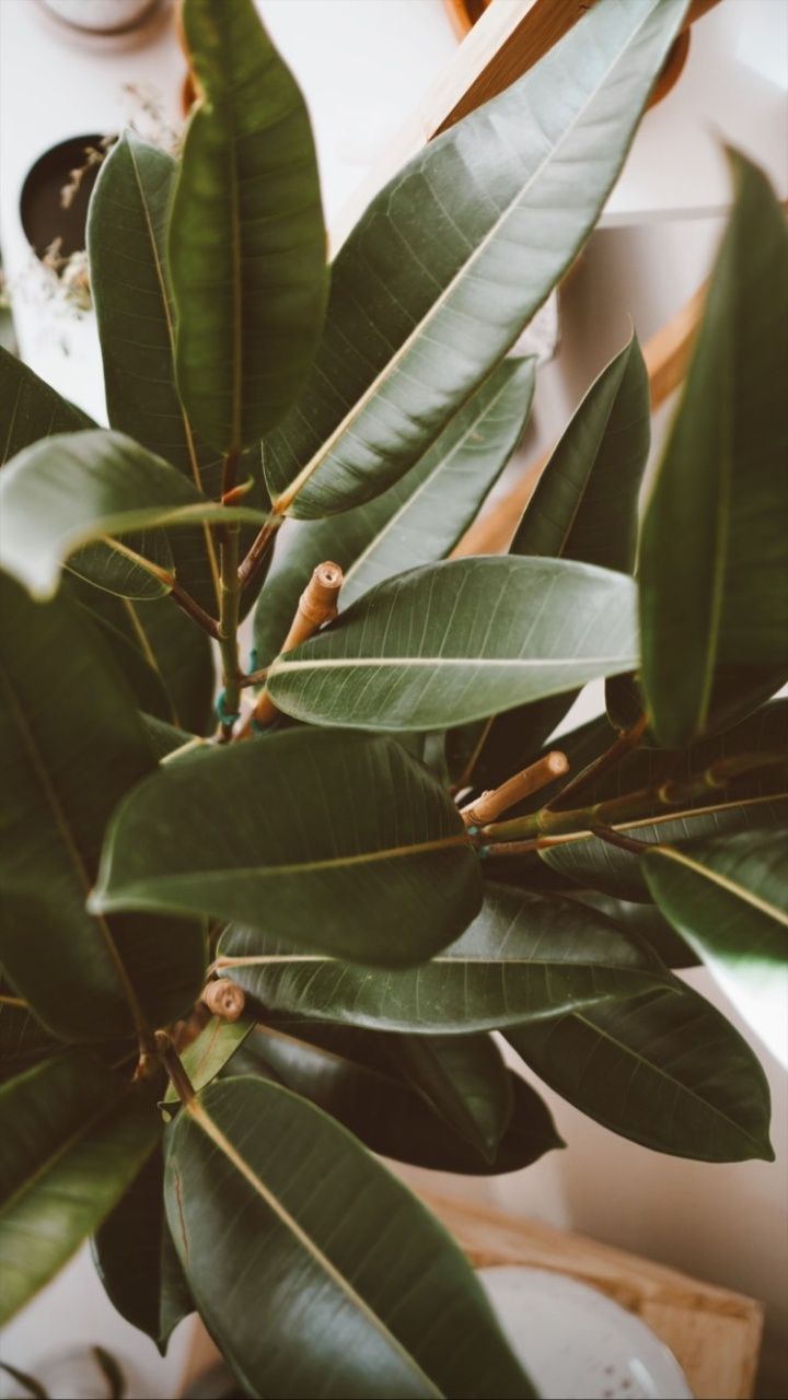 a close up view of some leaves on a tree