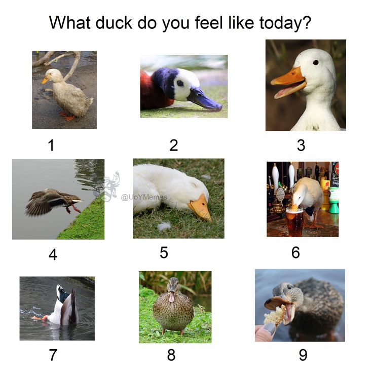 what duck do you feel like today? 1 2 3 4 6 7 8 9