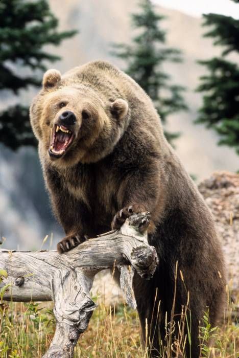 a large brown bear standing on top of a tree branch next to a fallen log