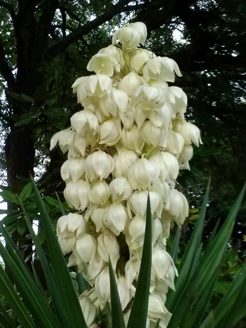 the white flowers are blooming in the garden