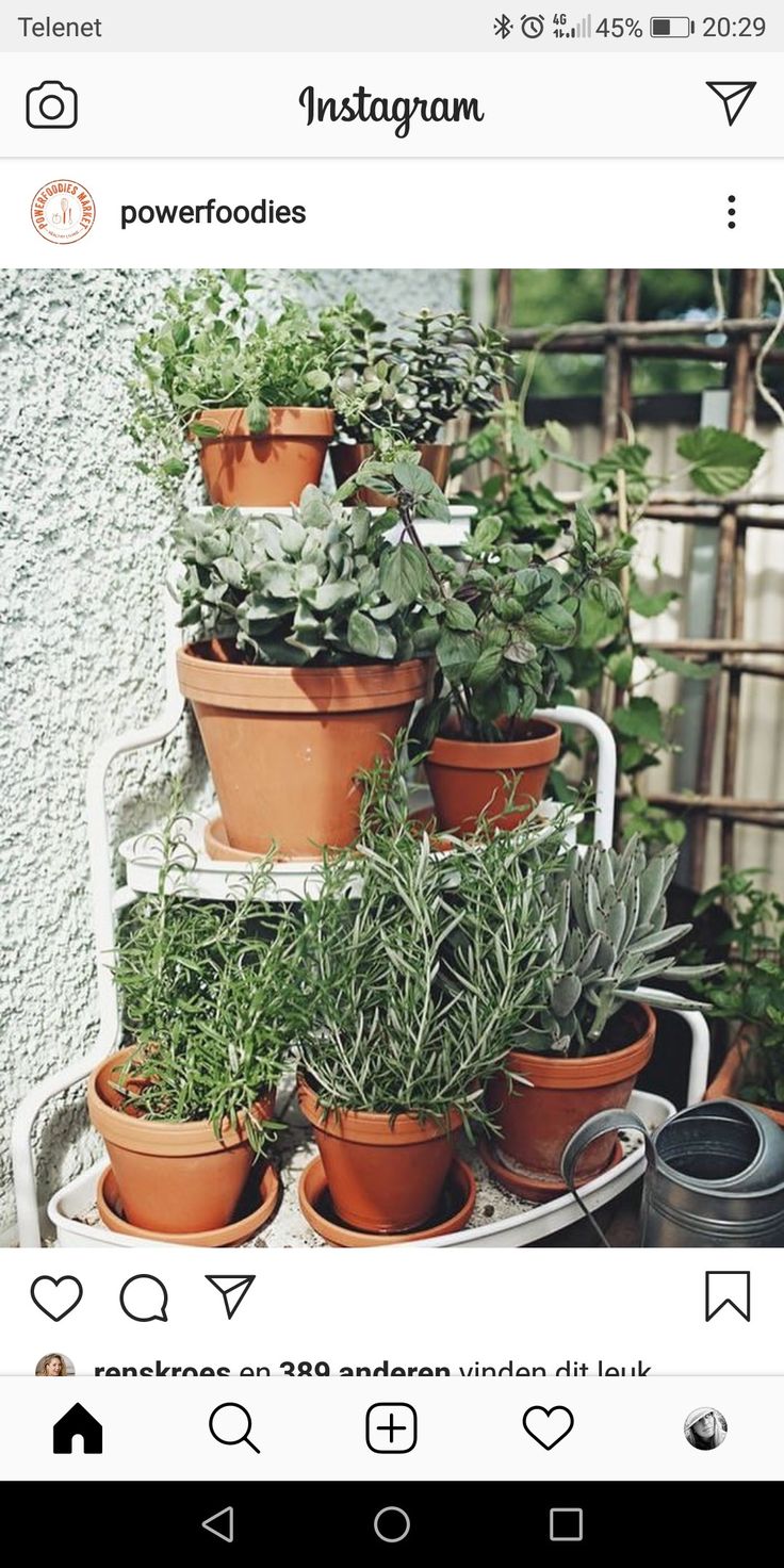 there are many potted plants on the shelf