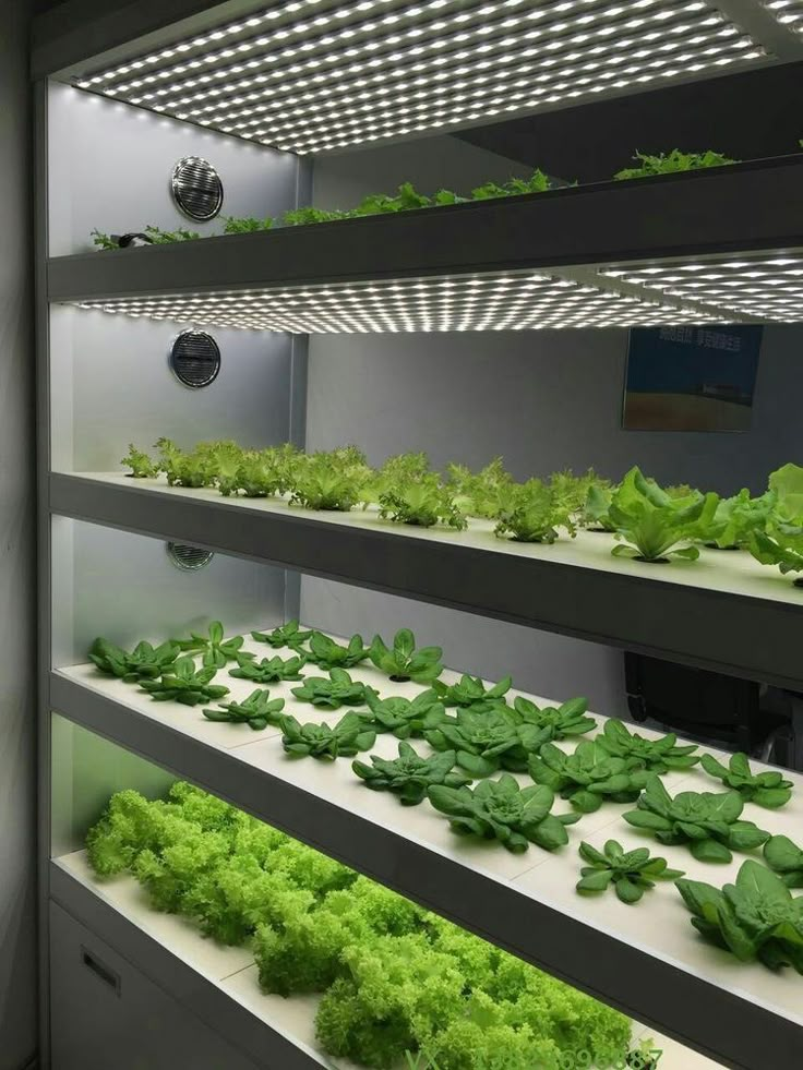 several rows of lettuce growing in an indoor grower's area with led lights