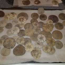 several different types of sand dollars laid out on a table