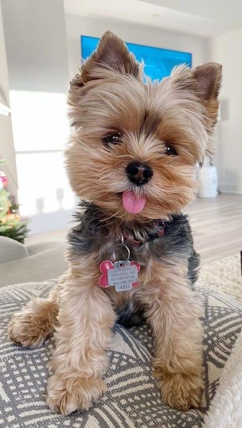 a small brown dog sitting on top of a bed