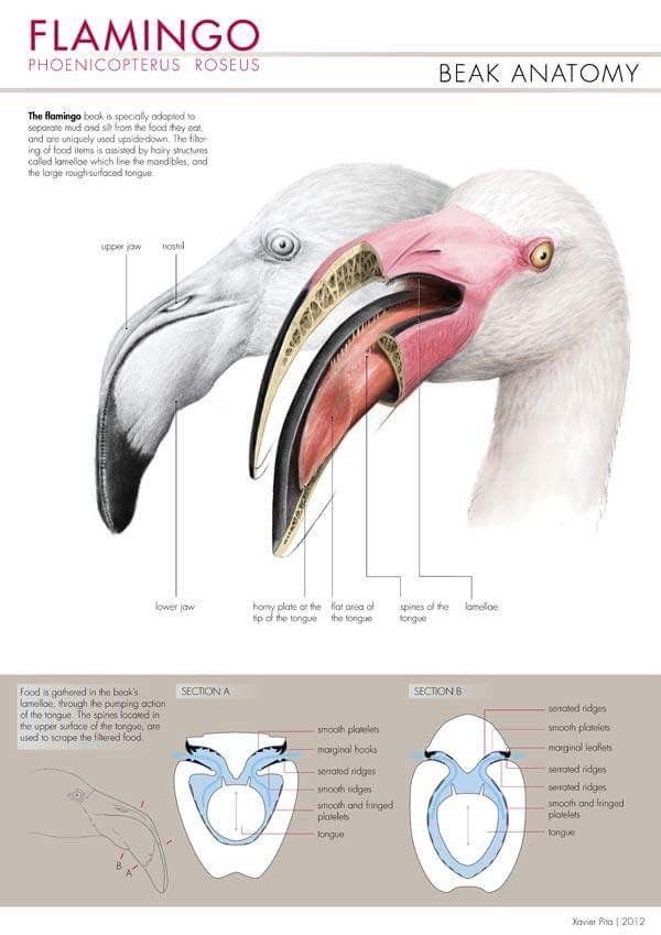 the anatomy of a flamingo bird with its beak open and two different parts labeled