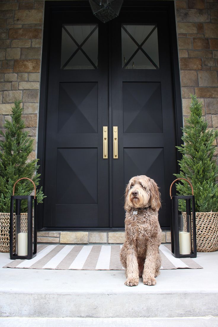 a dog sitting in front of a black door with two planters on the steps