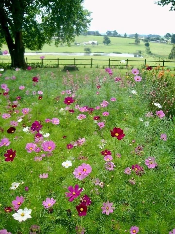 Cosmos Garden, Cosmo Flower, Cosmos Plant, Flower Garden Ideas, Old But Gold, Cottage Garden Design, Cosmos Flowers, Wildflower Garden, Happy Party