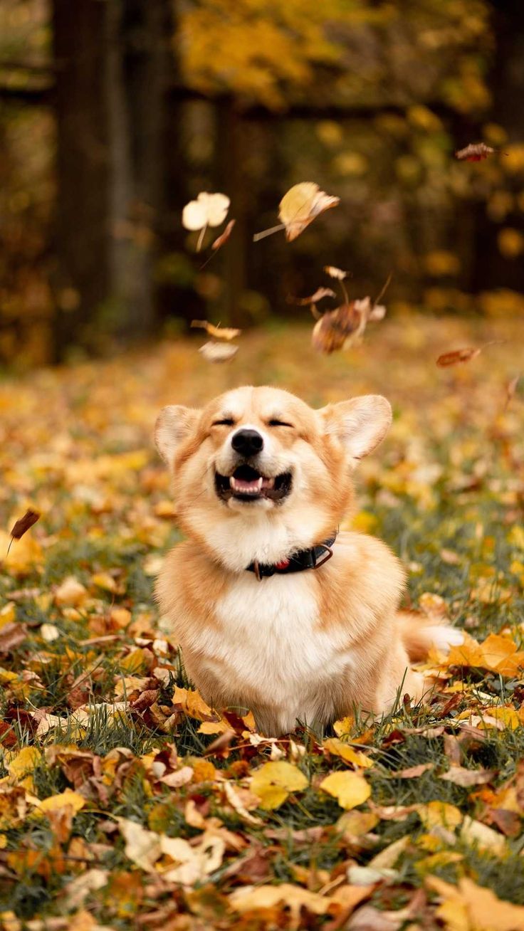 a dog is sitting in the leaves with its mouth open