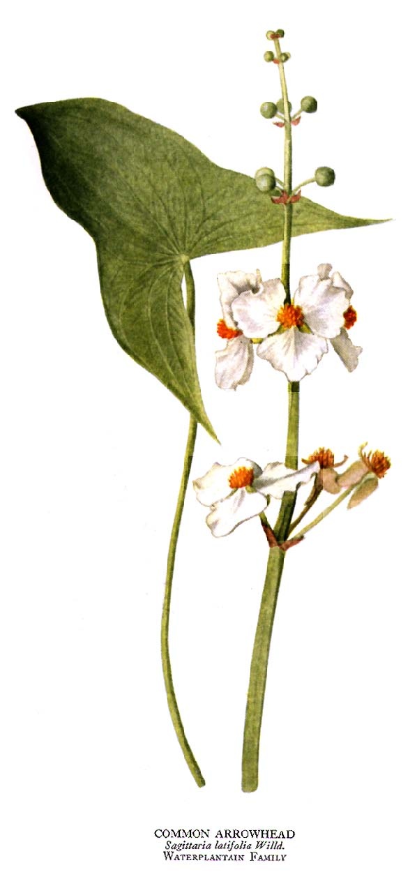 Sagittaria latifolia, otherwise known as Water potato or Katniss Katniss Plant Tattoo, Katniss Flower Tattoo, Arrowhead Plant Tattoo, Katniss Tattoo, Katniss Flower, Katniss Plant, Sagittaria Latifolia, Katniss Aesthetic, Bio Illustration