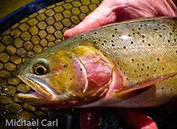 a man holding a large brown fish on a net in his hand and another person's hand next to it