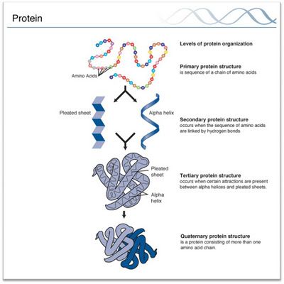 the structure and function of protein - rich proteins in an animal's body