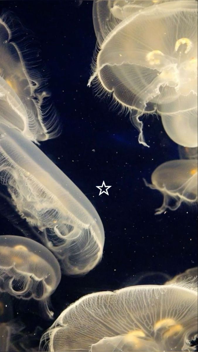 some jellyfish are swimming in the water and one is looking up at it's own star