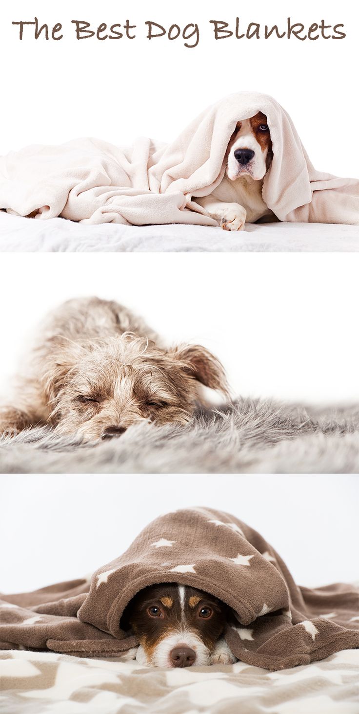 a dog under a blanket on top of a bed with the caption, the best dog blankets