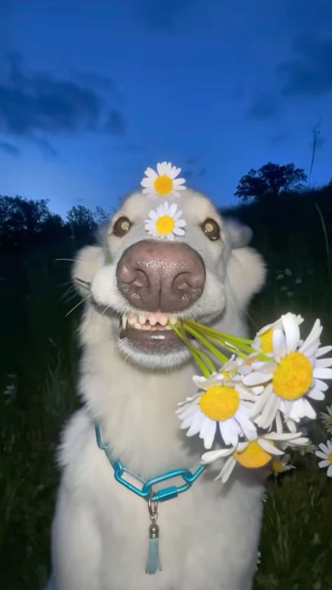 a dog with daisies in its mouth is holding something up to his face while sitting on the grass