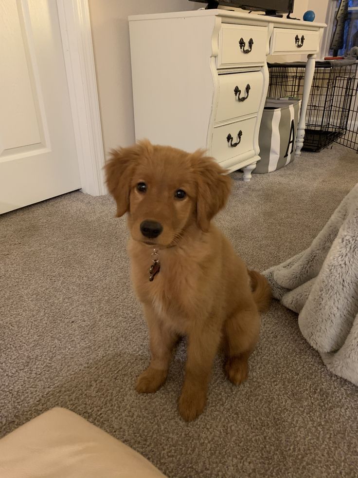 a brown dog sitting on top of a carpeted floor next to a white dresser