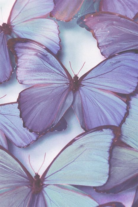 several purple butterflies flying in the air