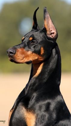 a black and brown dog sitting on top of a sandy beach