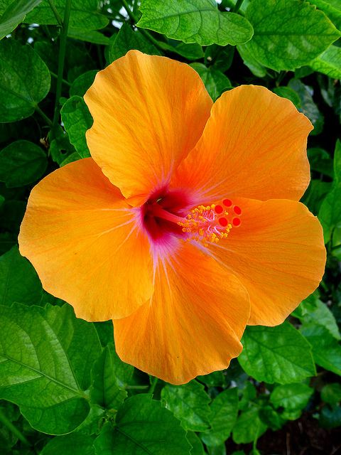 a bright orange flower with green leaves around it