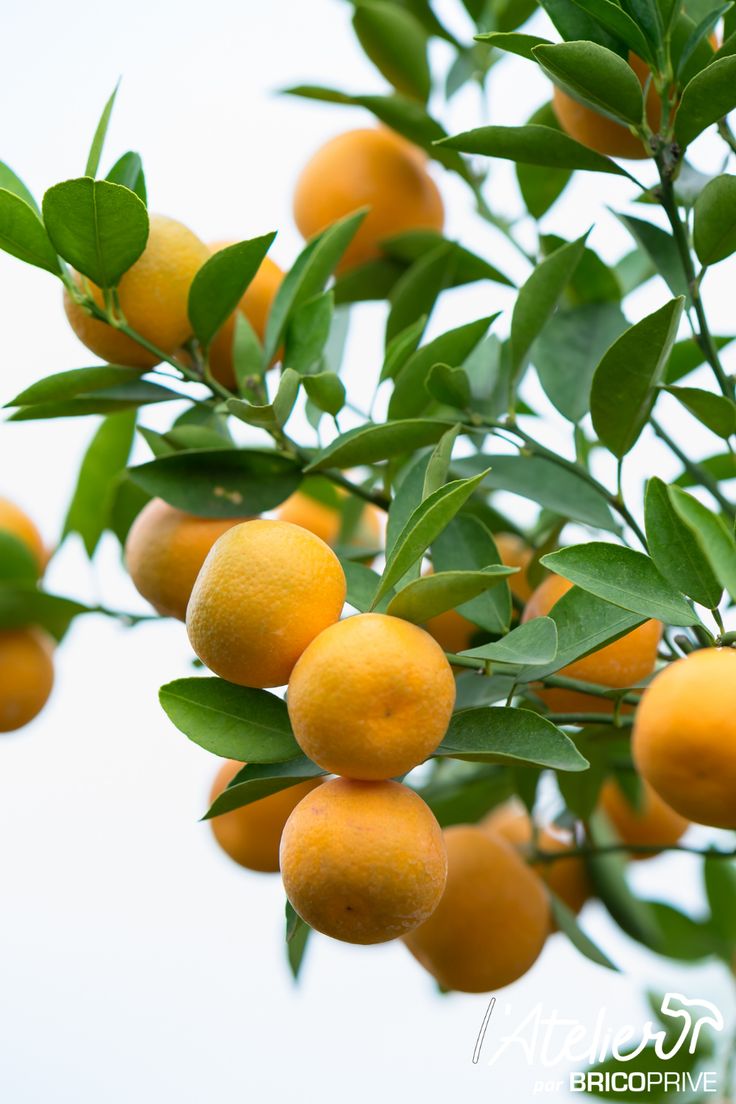 oranges growing on the branches of an orange tree