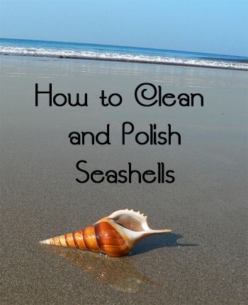 a sea shell on the beach with text overlay how to clean and polish seashells