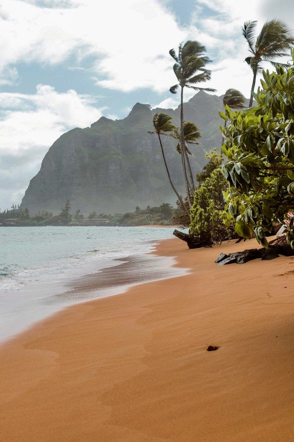 a sandy beach with palm trees and mountains in the background