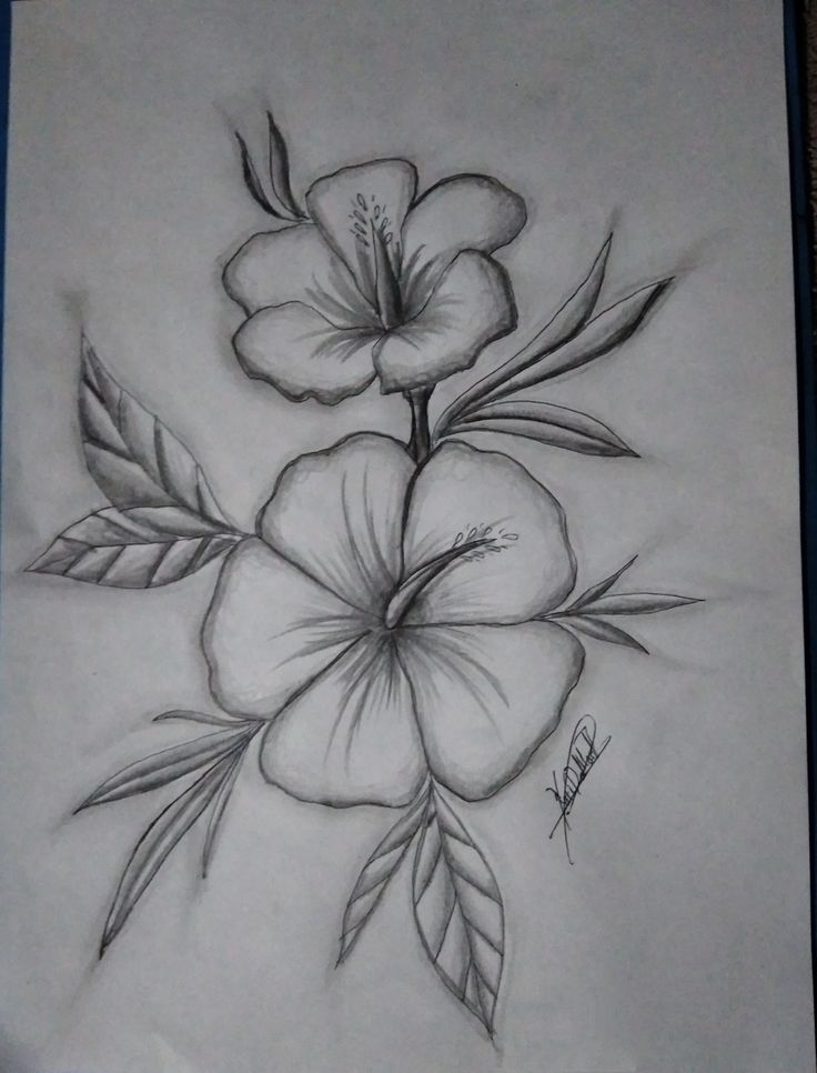 a pencil drawing of flowers on paper