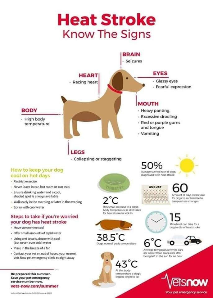 an info poster showing the different types of dogs and how they are used to treat them