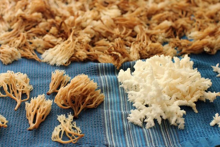 several different types of corals on a blue towel with white and brown flakes