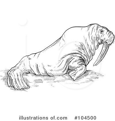 a black and white drawing of an elephant seal