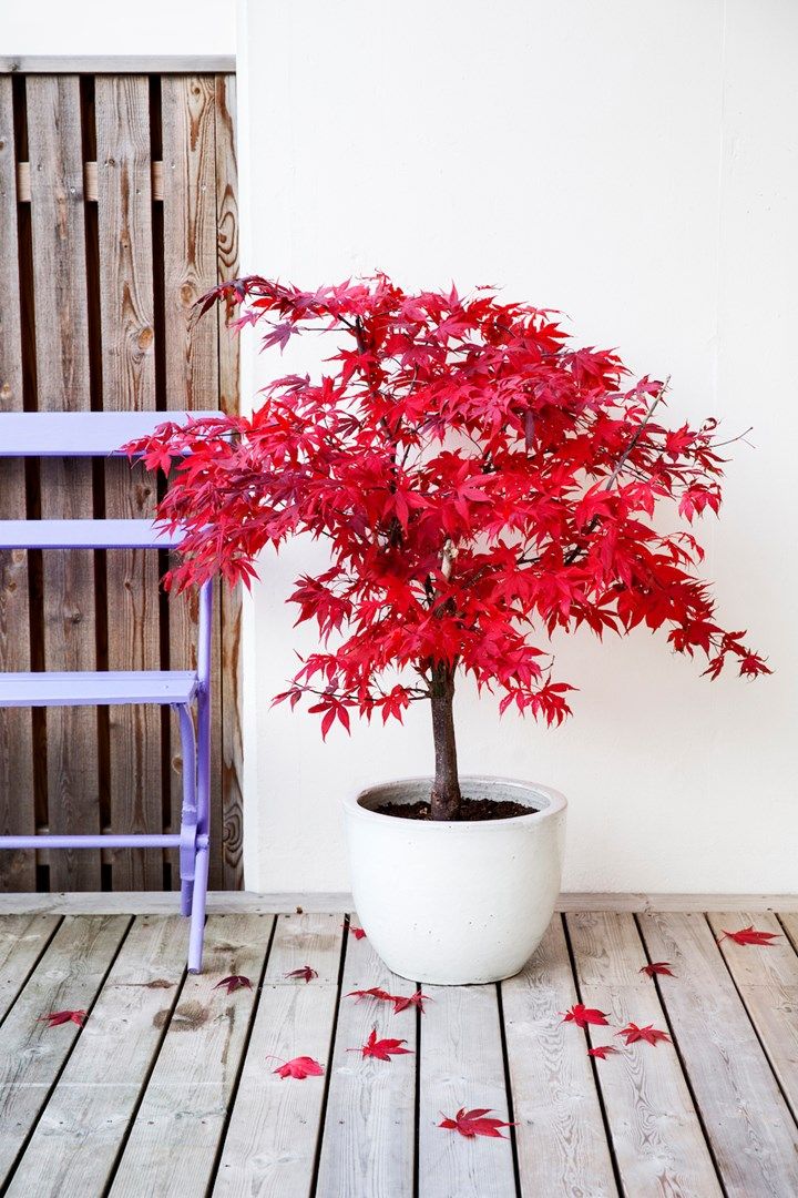 a small red tree in a white pot on a wooden floor next to a purple chair