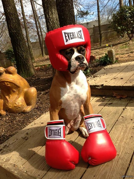 a dog wearing red boxing gloves on top of it's head with the caption, this is not funny