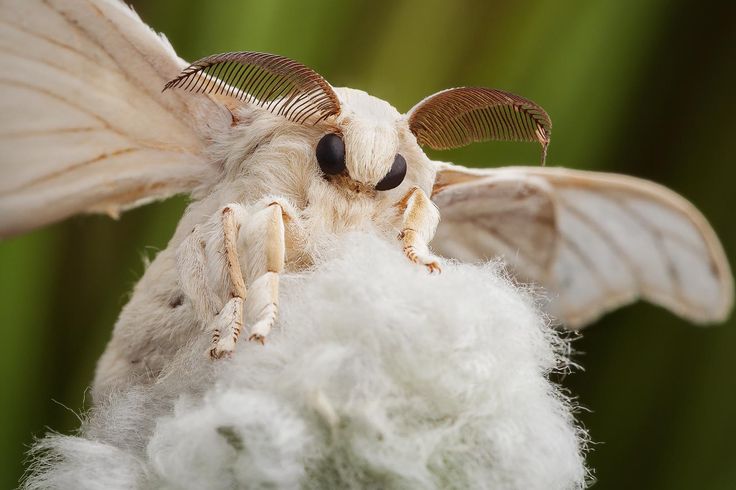 a close up of a small white insect with wings and antennae on it's head