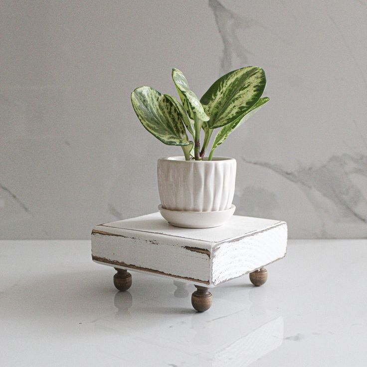 a potted plant sitting on top of a white box