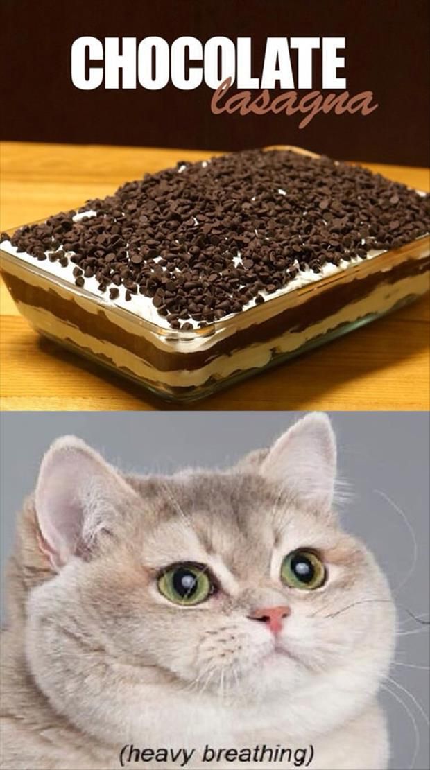 there is a cat that has chocolate cake on it