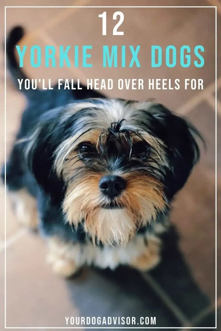 yorkie mix dog looking up at the camera with text overlay reading 12 yorkie mix dogs you'll fall head over heels for